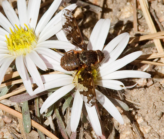 Bee Fly Family Bombyliidae