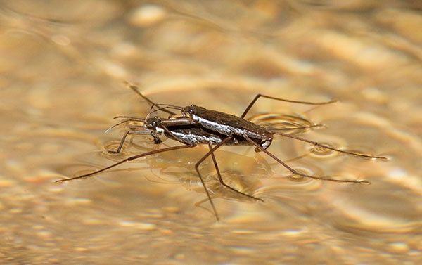 Water Strider