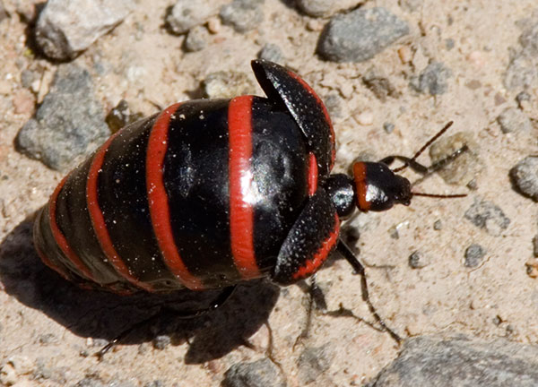 Blister Beetle family Meloidae Megetra vitattus