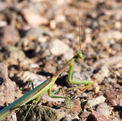 Praying Mantis family Mantidae 