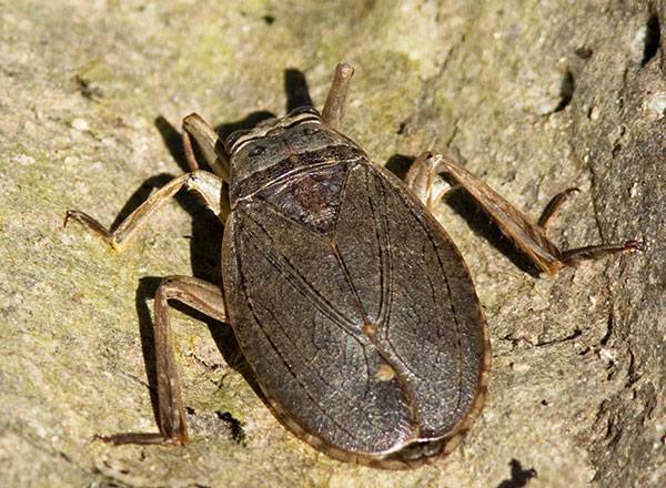 Giant Water Bug Family Belostomatidae  