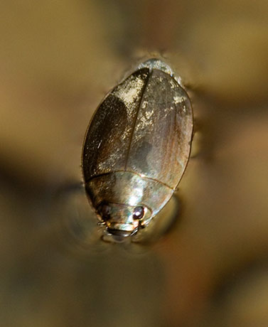 Whirligig Beetle Gyrinidae Dineutus sublineatus 