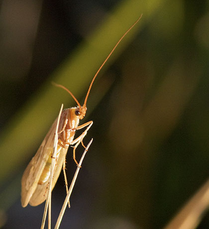 Caddisfly family Limnephilidae 