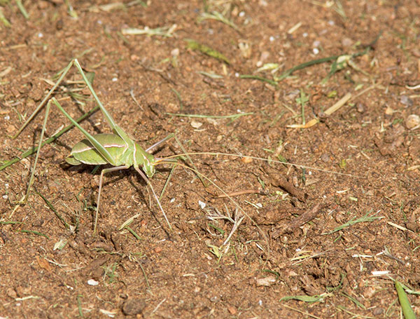 Thin-footed, Thread-legged Katydid Arethaea gracilipes 