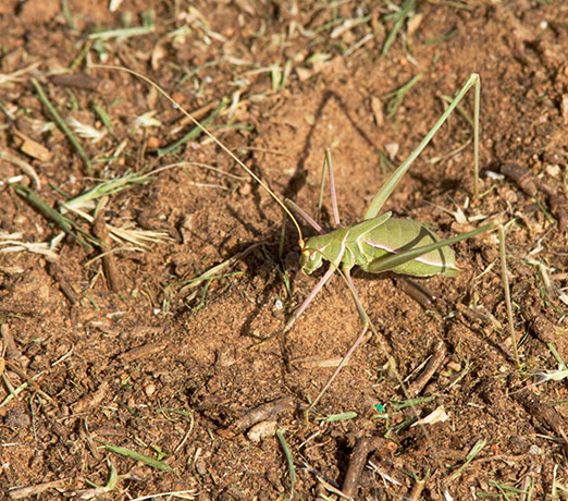 Thin-footed, Thread-legged Katydid Arethaea gracilipes 