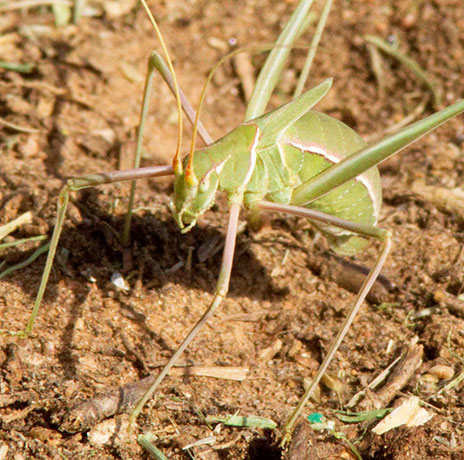 Thin-footed, Thread-legged Katydid Arethaea gracilipes 