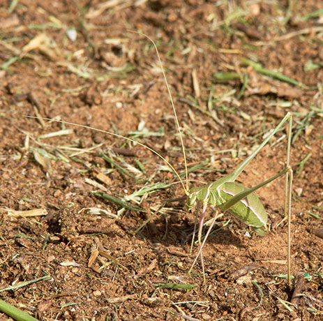 Thin-footed, Thread-legged Katydid Arethaea gracilipes 