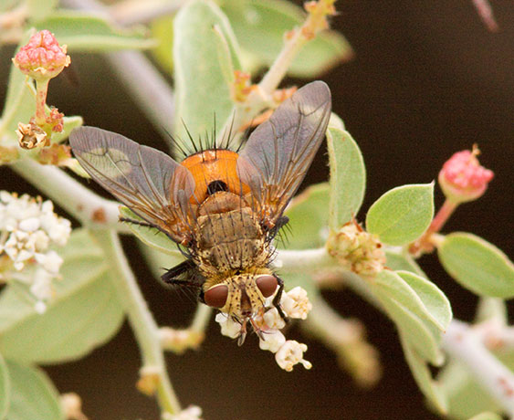 Tachinid Fly Tachinidae Adejeania vexatrix   