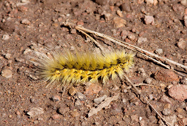 Caterpillar