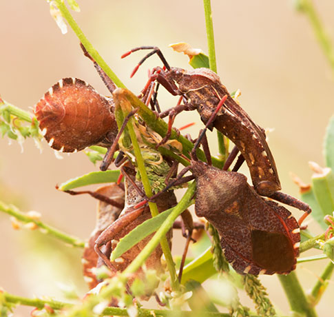 Unidentified Insects   