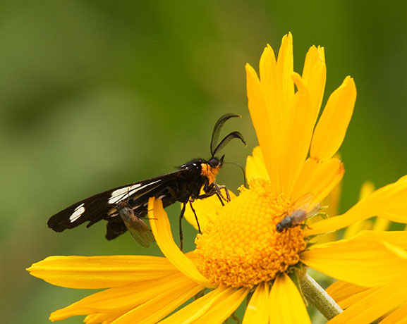 Moth on flower