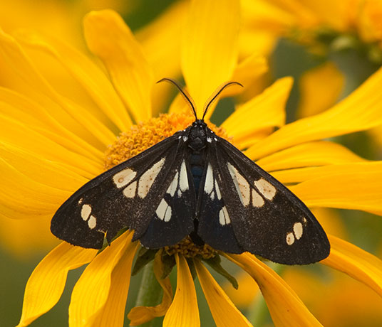 Moth on flower