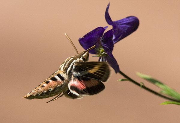 White-lined Sphinx Moth Hyles lineata Hummungbird Moth Hawk Moth 