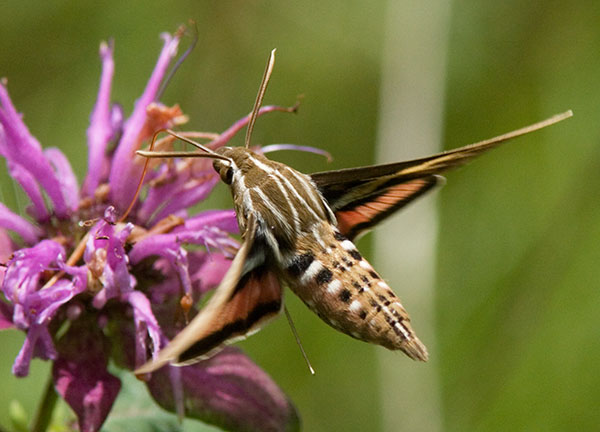White-lined Sphinx Moth Hyles lineata Hummungbird Moth Hawk Moth 