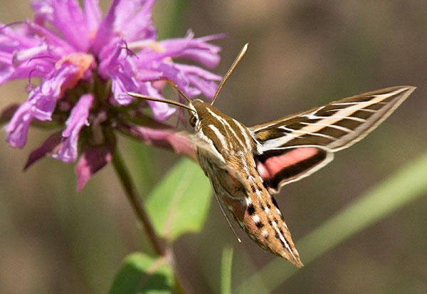 White-lined Sphinx Moth Hyles lineata Hummungbird Moth Hawk Moth 