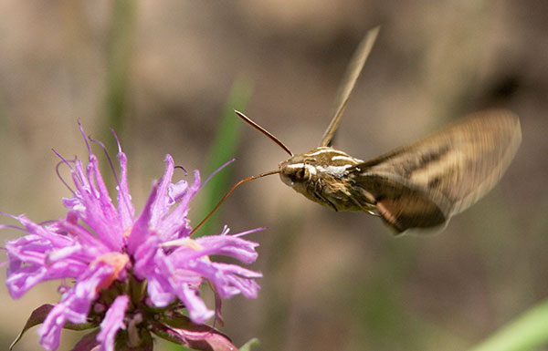 White-lined Sphinx Moth Hyles lineata Hummungbird Moth Hawk Moth 