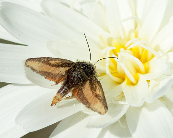 Moth Noctuidae Heliolonche carolus McDunnough