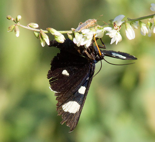 Two-spotted Forester Moth Alypiodes bimaculata Family Nactuidae subfamily Agaristinae