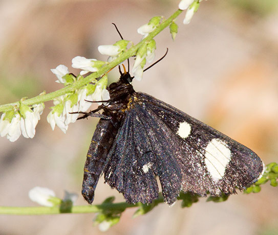 Two-spotted Forester Moth Alypiodes bimaculata Family Nactuidae subfamily Agaristinae