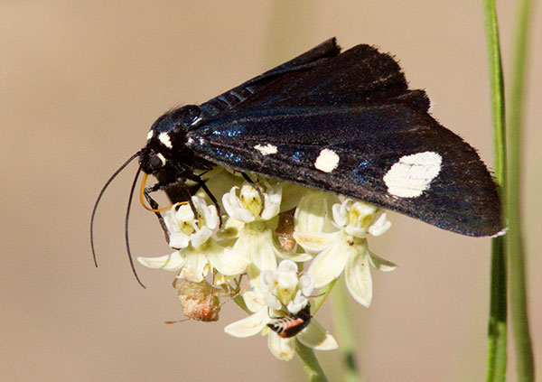 Two-spotted Forester Moth Alypiodes bimaculata Family Nactuidae subfamily Agaristinae