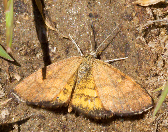 Moth family Geometrid 