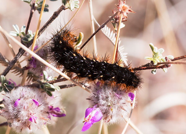 Caterpillar -- larvae stage of Tiger Moth Apantesis 