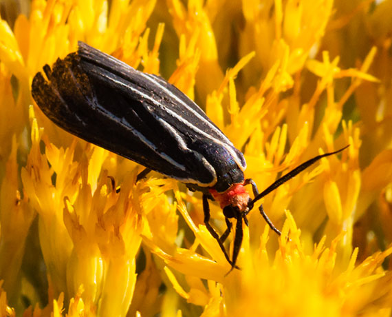Veined Ctenucha Moth Ctenucha venosa 