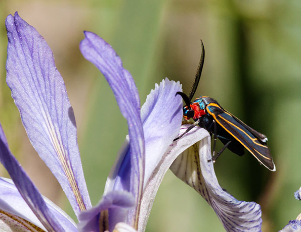 Veined Ctenucha Moth Ctenucha venosa 