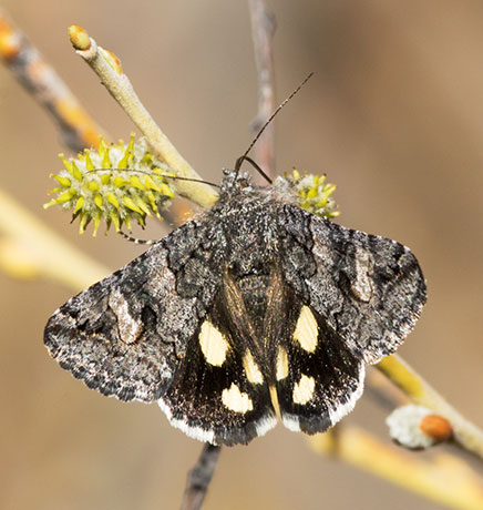 Unidentified Moth