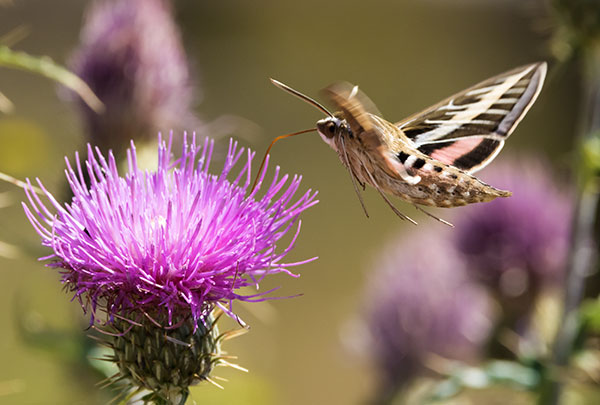 White-lined Sphinx Moth Hyles lineata Hummungbird Moth Hawk Moth 