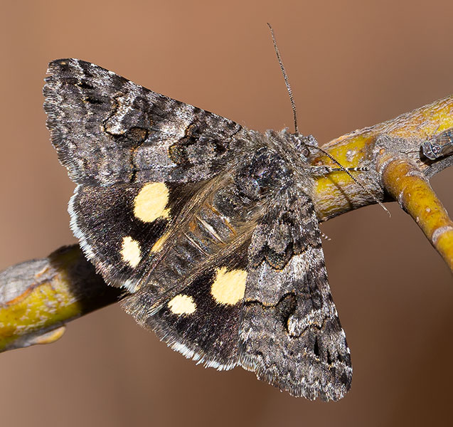 Litocala Moth Litocala sexsignata