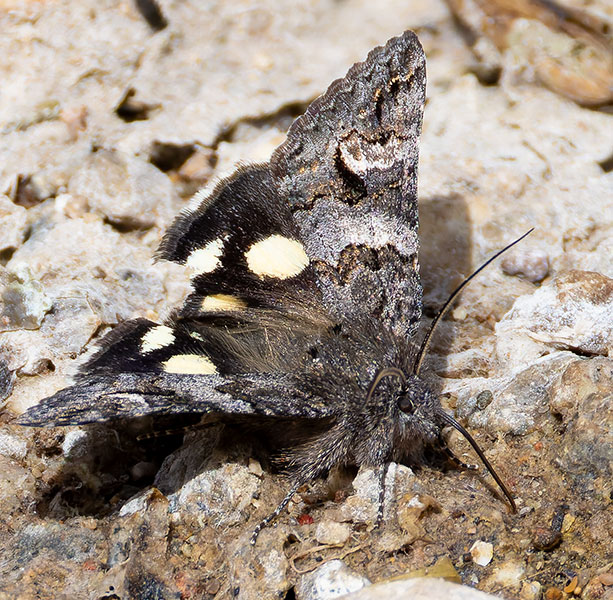 Litocala Moth Litocala sexsignata