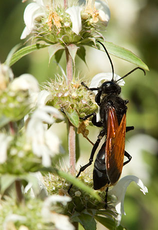 Tarantula Hawk Wasp 