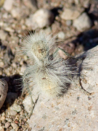 Thistledown Velvet Ant Dasymutilla gloriosa female