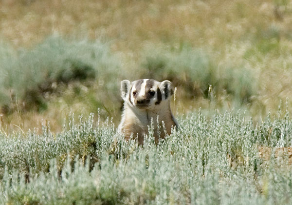 American Badger Taxidea taxus 