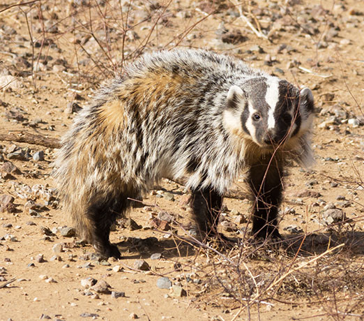 American Badger Taxidea taxus 