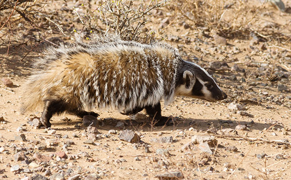 American Badger Taxidea taxus 