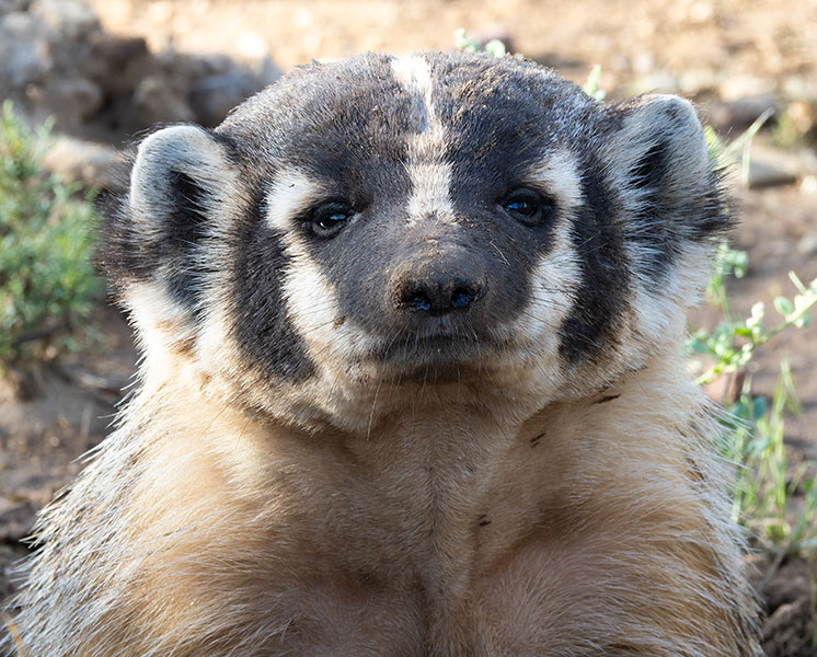 American Badger Taxidea taxus 