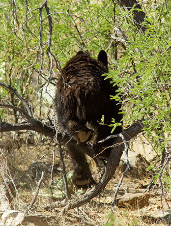 Black Bear Ursus americanus