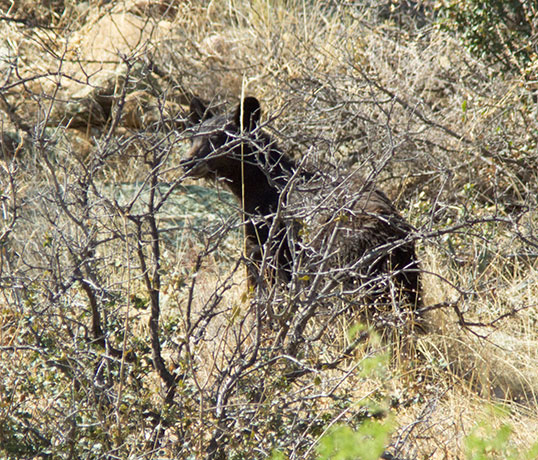Black Bear Ursus americanus