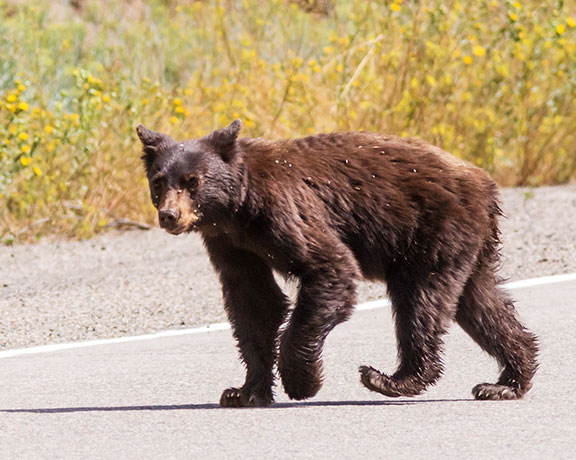 Black Bear Ursus americanus