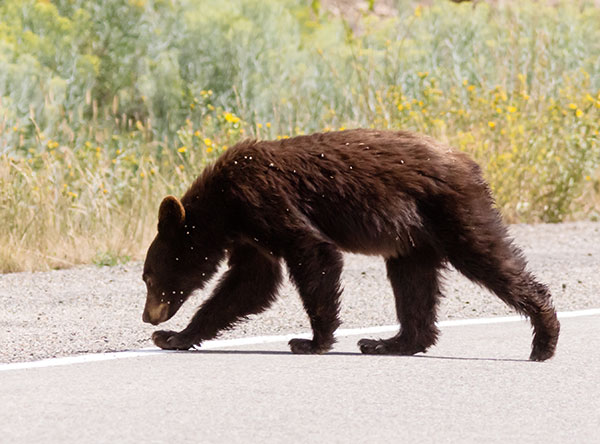 Black Bear Ursus americanus