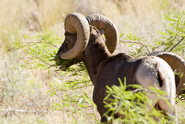Rocky Mountain Bighorn Ovis canadensis Bighorn Sheep