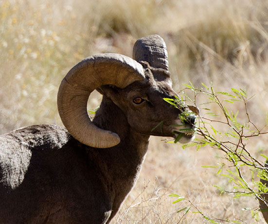Rocky Mountain Bighorn Ovis canadensis Bighorn Sheep