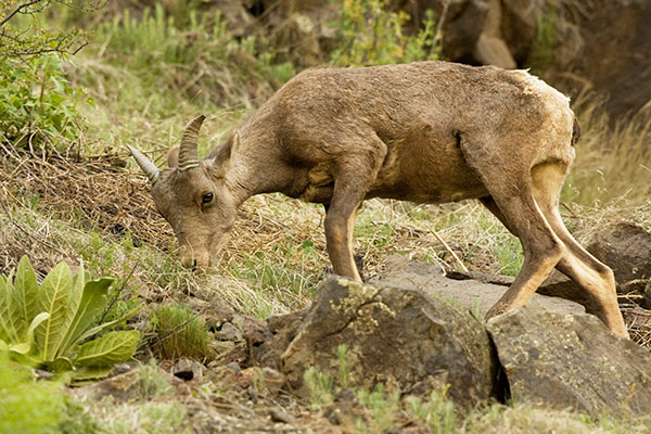 Rocky Mountain Bighorn Ovis canadensis Bighorn Sheep
