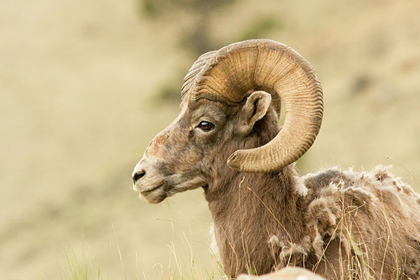 Rocky Mountain Bighorn Ovis canadensis Bighorn Sheep