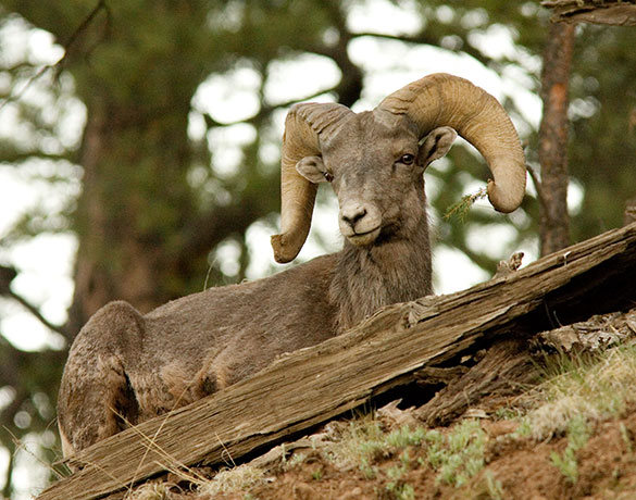 Rocky Mountain Bighorn Ovis canadensis Bighorn Sheep