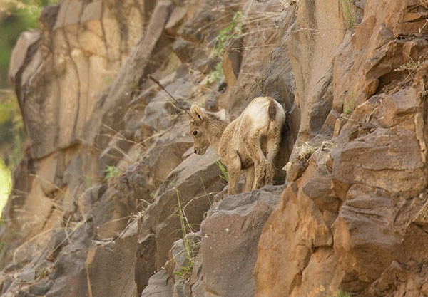Rocky Mountain Bighorn Ovis canadensis lambs Bighorn Sheep