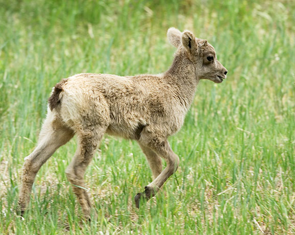 Rocky Mountain Bighorn Ovis canadensis lambs Bighorn Sheep