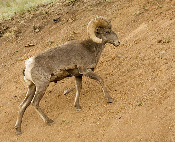 Rocky Mountain Bighorn Ovis canadensis Bighorn Sheep